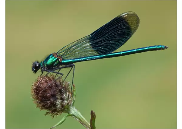 Banded Demoiselle (Calopteryx splendens) adult male, resting on knapweed, Leicestershire, England, august