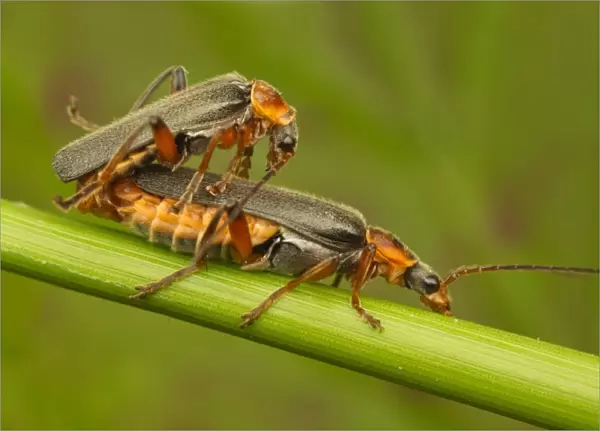 Soldier Beetle (Cantharis nigricans) adult pair, mating, Leicestershire, England, may