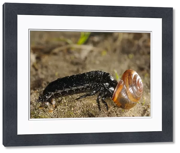 Ground Beetle (Carabidae sp. ) larva, feeding on snail prey, Italy, april
