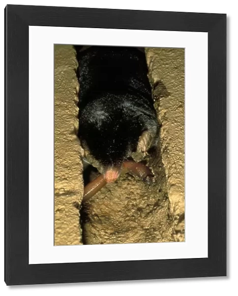 European Mole (Talpa europaea) adult, feeding on earthworm in tunnel, Italy