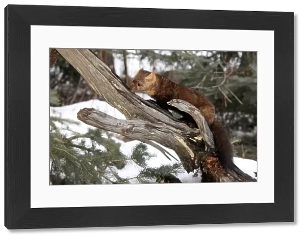 American Marten (Martes americana) adult, foraging on branch in snow, Montana, U. S. A. winter (captive)