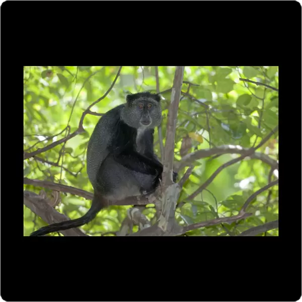 Blue Monkey (Cercopithecus mitis) adult, sitting on branch in tree, Lake Manyara N. P. Tanzania, november