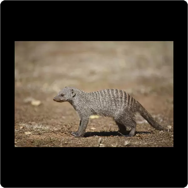 Banded Mongoose (Mungos mungo) adult, standing in savannah, Pilanesberg N. P. North West Province, South Africa