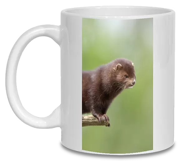 American Mink (Mustela vison) introduced species, adult, standing on branch, close-up of head and neck, Sussex, England, spring