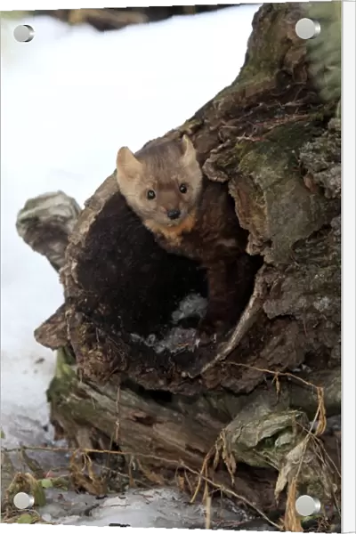 American Marten (Martes americana) adult, standing at entrance of hollow log in snow, Montana, U. S. A. winter (captive)