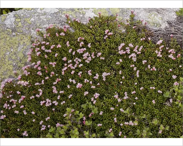 Trailing Azalea (Loiseleuria procumbens) flowering, growing over acidic granite rock, Swiss Alps, Switzerland, june