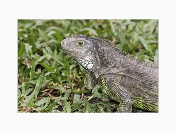 Green Iguana (Iguana iguana) introduced species, adult, close-up of head, Indonesia, march