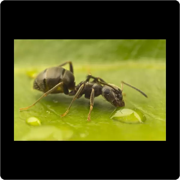 Black Garden Ant (Lasius niger) adult, drinking from water droplet on leaf, Leicestershire, England, june