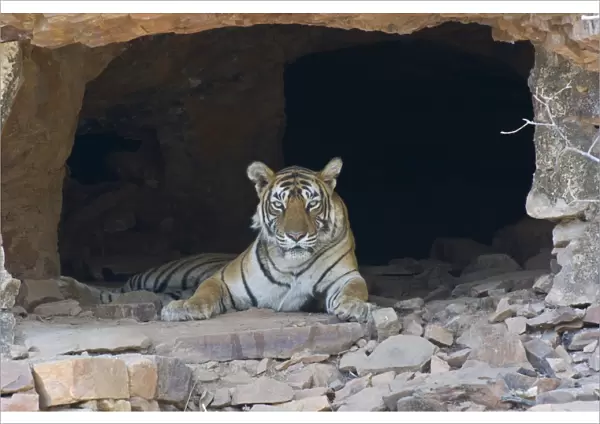 Indian Tiger (Panthera tigris) adult, resting in hermits cave, Ranthambore N. P. Rajasthan, India