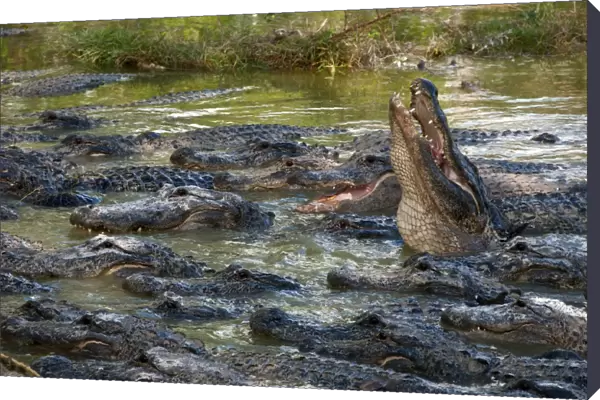 American Alligator (Alligator mississipiensis) adults, group in water on alligator farm, Florida, U. S. A. december