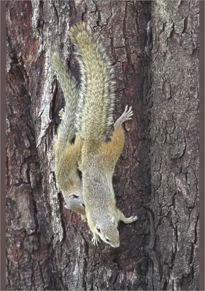 South African Tree Squirrel (Paraxerus cepapi) adult female with young, descending tree trunk, Chobe N. P. Botswana