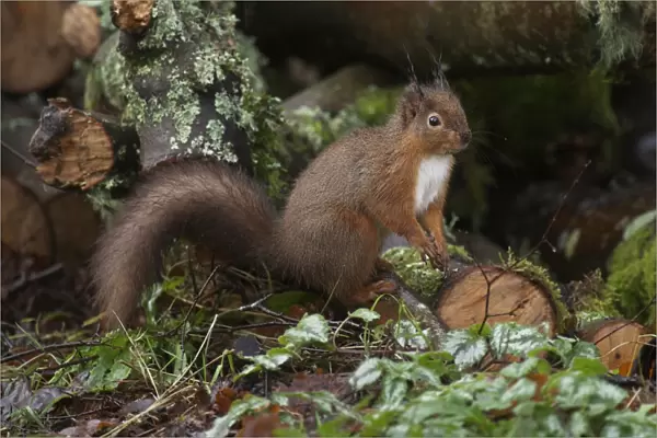 Eurasian Red Squirrel (Sciurus vulgaris) adult, foraging amongst damp log pile, Dumfries and Galloway, Scotland, december