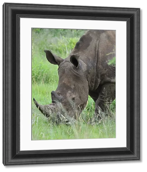 White Rhinoceros (Ceratotherium simum) adult, close-up of head, grazing in lowveld, Pilanesberg N. P. North West Province, South Africa