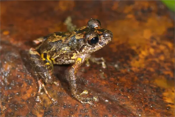 Santa Isabel Robber Frog (Pristimantis lindae) adult, very dark specimen, sitting on leaf litter, between Cusco and Manu N. P. Andes, Peru