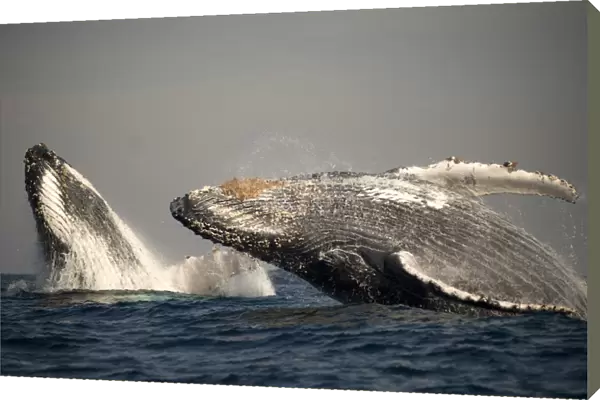 Humpback Whale (Megaptera novaeangliae) adult pair, breaching at surface of sea, offshore Port St. Johns, Wild Coast, Eastern Cape (Transkei), South Africa