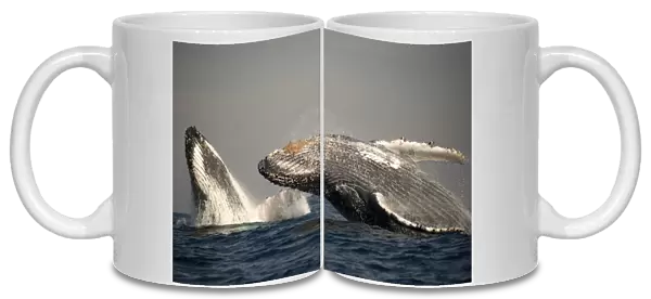 Humpback Whale (Megaptera novaeangliae) adult pair, breaching at surface of sea, offshore Port St. Johns, Wild Coast, Eastern Cape (Transkei), South Africa