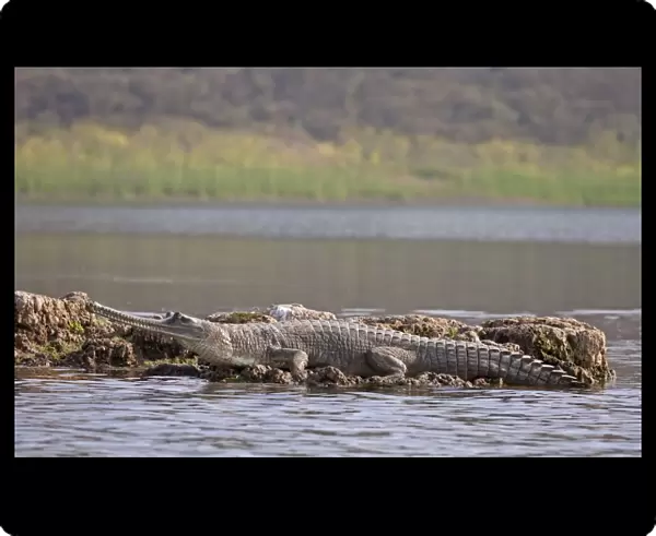 Gharial (Gavialis gangeticus) adult, resting at edge of water, Chambal River, Rajasthan, India, january