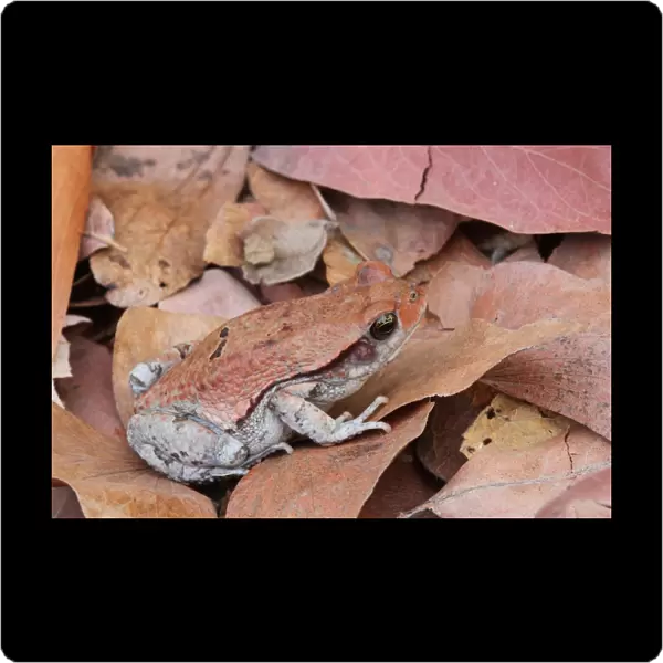 African Red Toad (Schismaderma carens) adult, camouflaged on leaf litter, Livingstone, Zambia
