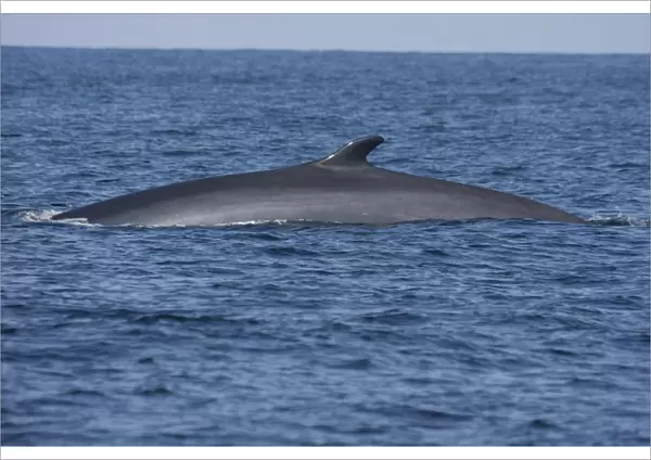 Fin Whale (Balaenoptera physalus) adult, surfacing, Irish Sea, august