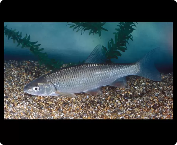 Fish - Dace (Leuciseus leuciseus)