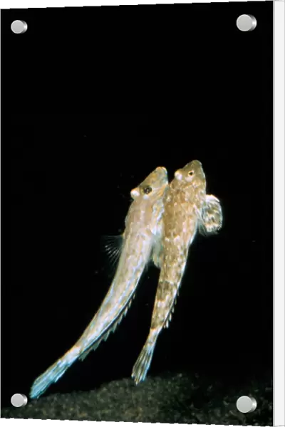 Common Dragonet (Callionymus lyra) Male and female begin nuptial swim