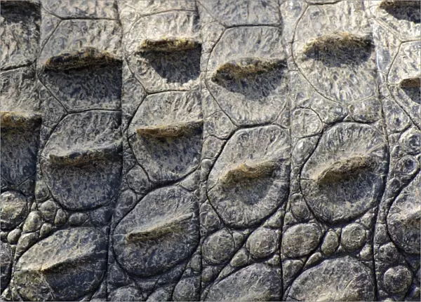 Nile Crocodile (Crocodylus niloticus) adult, close-up of skin, South Africa (captive)