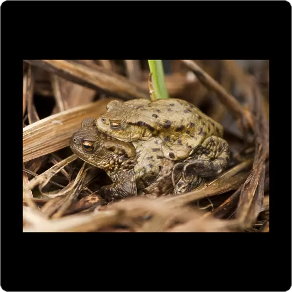 Common Toad (Bufo bufo) adult pair, in amplexus beside farm pond, Chipping, Lancashire, England, march