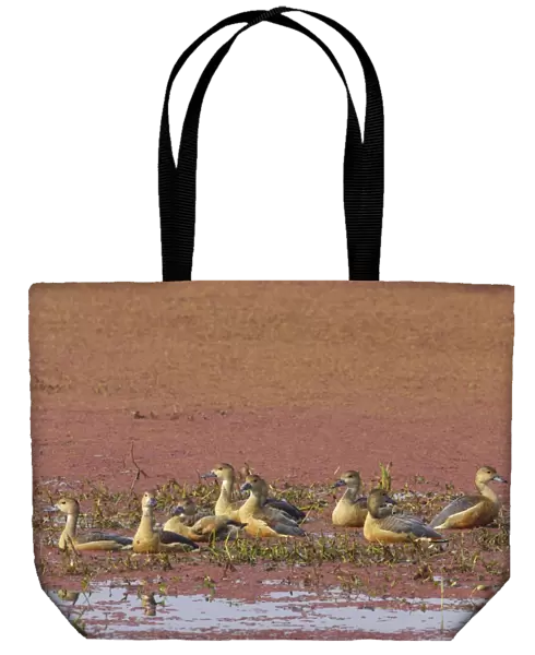 Lesser Whistling-duck (Dendrocygna javanica) adults, flock in shallow water on marshland, Keoladeo Ghana N. P. (Bharatpur), Rajasthan, India