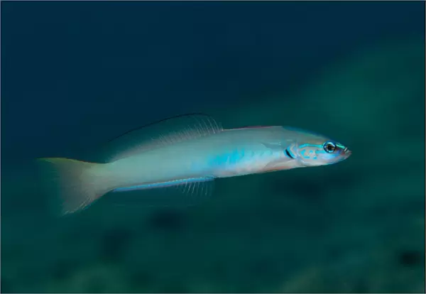 Pearly Dartfish (Ptereleotris microlepis) adult, swimming, Blue Water Muck dive site, Uhak River, Wetar Island, Barat Daya Islands, Lesser Sunda Islands, Maluku Province, Indonesia