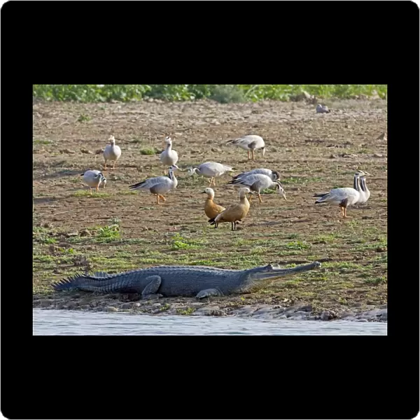 Gharial (Gavialis gangeticus) adult, resting on shore, with Bar-headed Geese and Ruddy Shelduck, Chambal River, Rajasthan, India, january