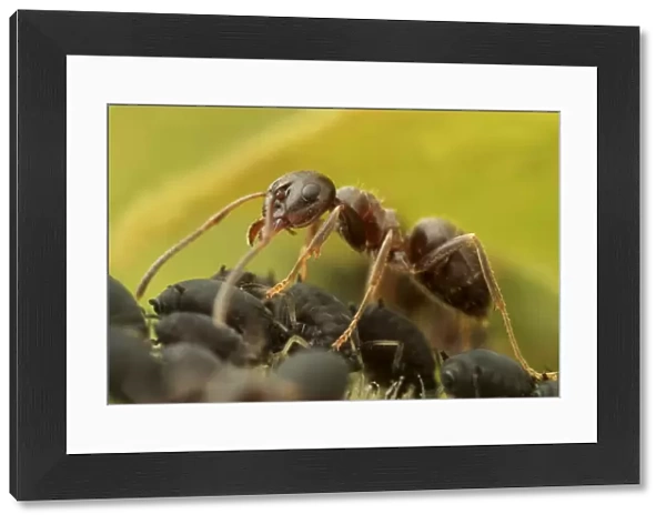Black Garden Ant (Lasius niger) adult, worker herding Black Bean Aphids (Aphis fabae), for milking honeydew, Leicestershire, England, june
