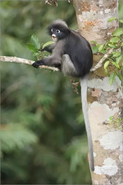 Dusky Leaf Monkey (Trachypithecus obscurus) adult, feeding on tree leaves, Kaeng Krachan N. P. Thailand, january