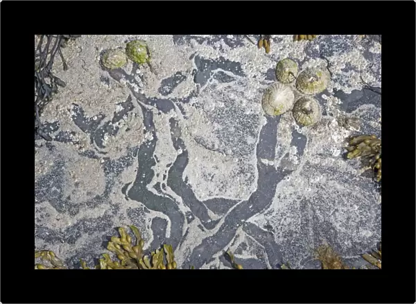 Common Limpet (Patella vulgata) adults, feeding paths on rocks at low tide, Barray, Orkney, Scotland, june
