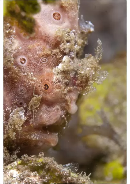 Pink Painted Frogfish (Antennarius pictus) adult, close-up of head, Lembeh Island, Sulawesi, Indonesia