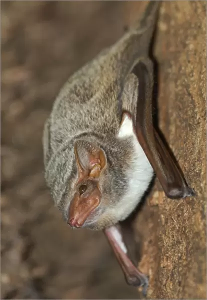 Mauritian Tomb Bat (Taphozous mauritianus) adult, roosting in dry deciduous forest, Ankarafantsika N. P. Northwest Madagascar, july