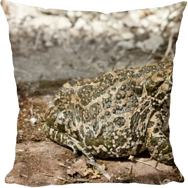 European Green Toad (Bufo viridis) adult female, sitting on ground, Tourrettes-sur-Loup, Alpes-Maritimes, France