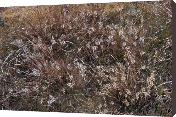 Grey Hair-Grass (Corynephorus canescens) Wangford Warren- Suffolk Wildlife Trust