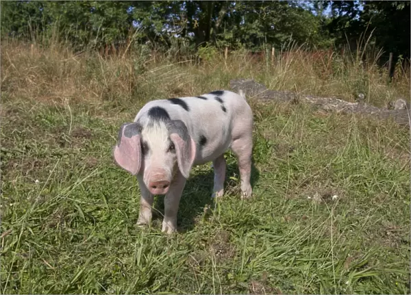 Domestic Pig, Gloucester Old Spot piglet, standing, freerange on smallholding, Kent, England, july