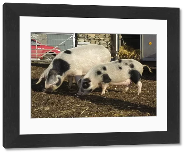 Domestic Pig, Gloucester Old Spot sows, normal and smaller selectively bred sows, part of micro pig breeding process, Cumbria, England, november