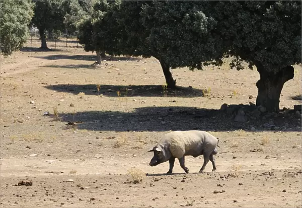 Domestic Pig, boar, walking in degraded dehesa habitat, since fighting bulls demand has lowered