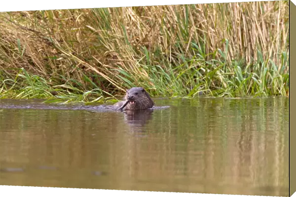 European Otter (Lutra lutra) adult, feeding on European Eel (Anguilla anguilla) in shallow water at edge of river, River Whiteadder, Berwickshire, Scottish Borders, Scotland, august