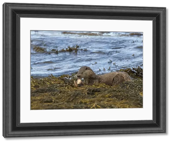 European Otter (Lutra lutra) adult, feeding on Father Lasher (Myoxocephalus scorpius), on seaweed in coastal strait, Islay Sound, Islay, Inner Hebrides, Scotland, september