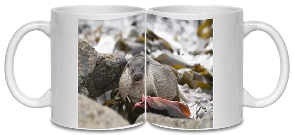 European Otter (Lutra lutra) adult female, feeding on Lumpsucker (Cyclopterus lumpus) prey, Shetland Islands, Scotland, april