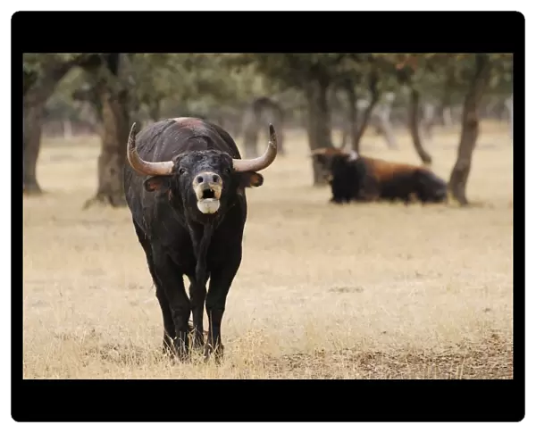 Domestic Cattle, Spanish Fighting Bull, two bulls, calling, standing and resting in dehesa habitat, Salamanca, Castile and Leon, Spain, september