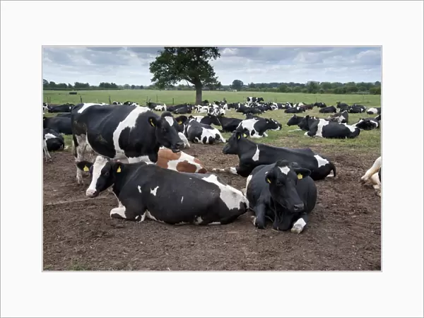Domestic Cattle, Holstein dairy cows, herd resting on muddy loafing area, Nantwich, Cheshire, England, august