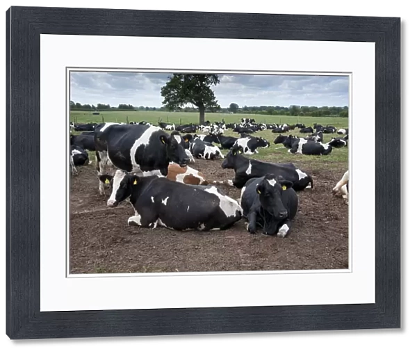 Domestic Cattle, Holstein dairy cows, herd resting on muddy loafing area, Nantwich, Cheshire, England, august
