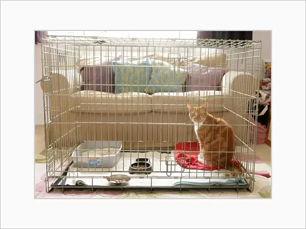 Domestic Cat, ginger and white tabby, adult, sitting in cage, house-bound during recovery from operation, England, august
