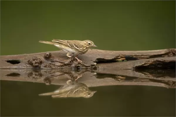 Tree Pipit (Anthus trivialis) adult, standing at edge of forest pool, Hungary