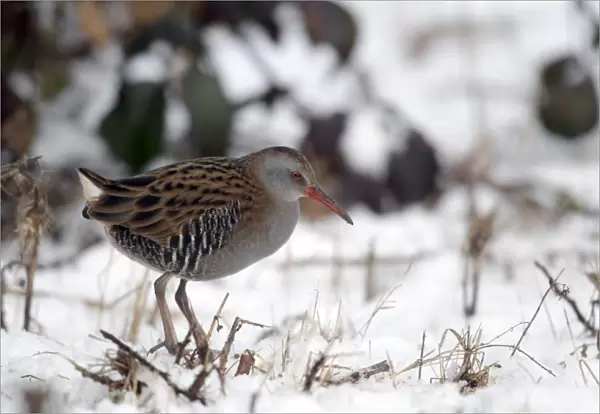 Water Rail (Rallus aquaticus) adult, standing in snow, West Midlands, England, february