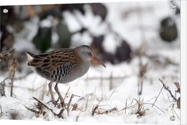 Water Rail (Rallus aquaticus) adult, standing in snow, West Midlands, England, february